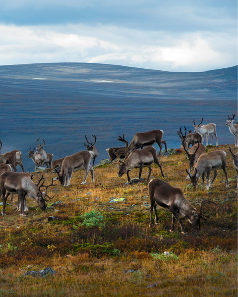 Anledningar att äta Renkött