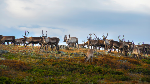 Naturbeteskött Renkött