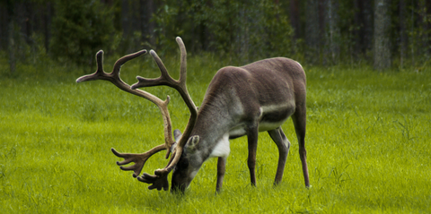 Renkött rikt på Omega-3
