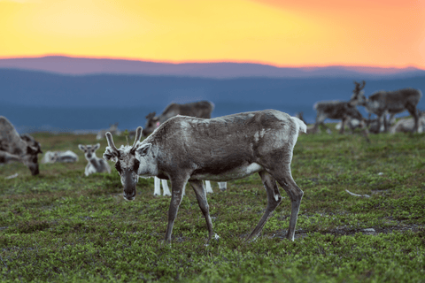 Vad är det som gör Renkött så speciellt?