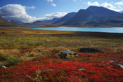 Kött från vilda djur Renkött Älgkött Viltkött