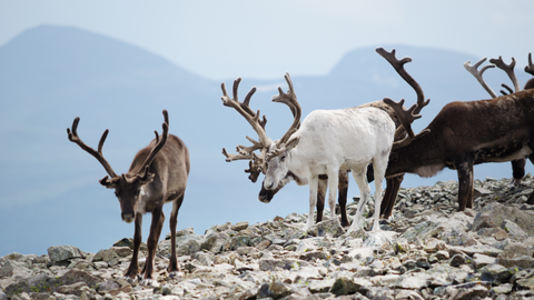 Renkött - det hälsosammaste köttet enligt forskare